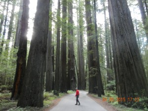 Avenue of the Giants Humboldt State Park Kalifornien                                                     